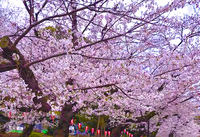 【2000年以降生まれ】上野でお花見ピクニック🌸