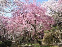 〽️世の中にたえて桜のなかりせば春の心はのどけからまし〽️　
京都大原野へ和歌に詠われた桜巡りに！