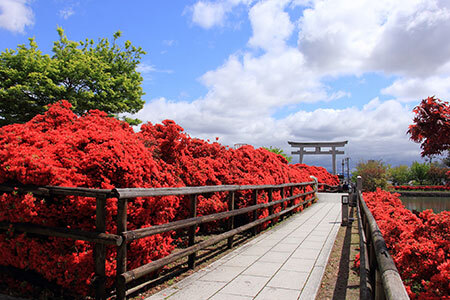 古都・長岡京歴史めぐりとツツジを堪能しよう！