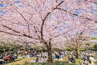 【女性主催】桜を満喫🌸春ピクニック✨