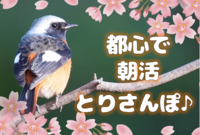【都心で朝活：とりさんぽ♪】皇居で散歩しながら鳥の観察会【今シーズンFINAL!】