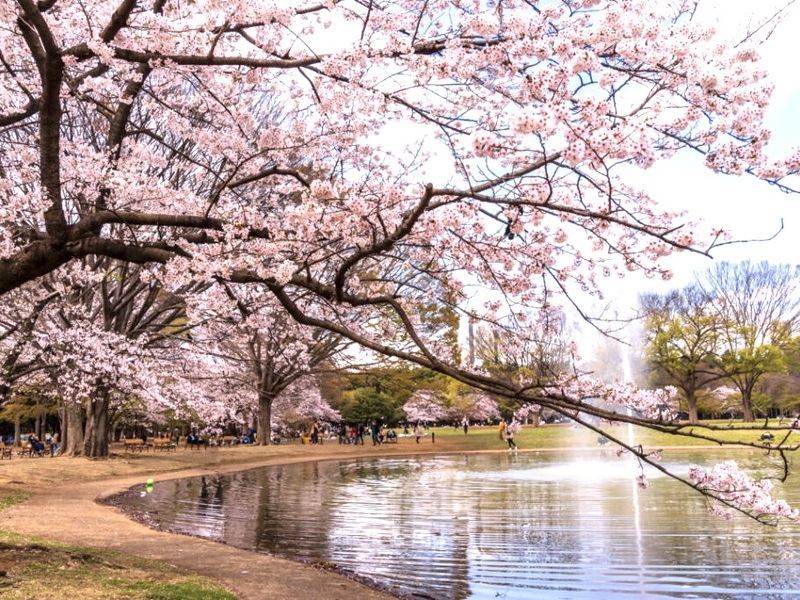 【花見企画🌸】春の午後、代々木公園でゆるっと花見会🍻