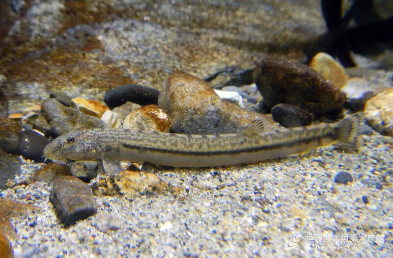 【7/20開催・岐阜市科学館】岐阜県×アジメドジョウ🐟淡水生物の魅力を体感！生きもの好き集まれ・特別展限定イベント