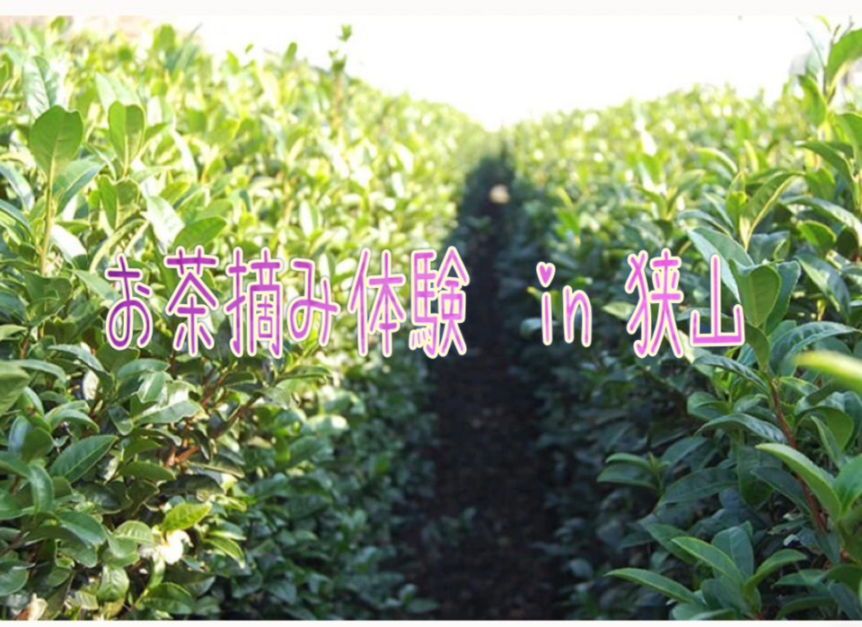 老舗・宮野園で旬を味わう！新茶の茶摘み体験in狭山🍵