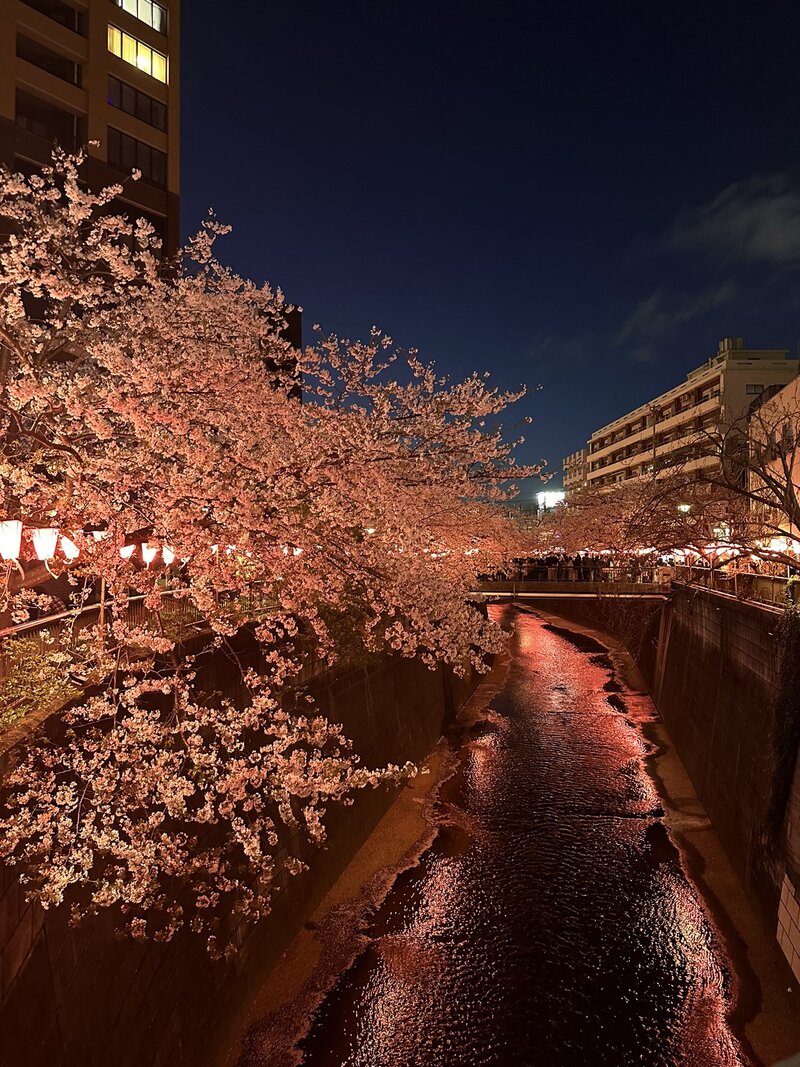 【女性主催】【20代30代限定】中目黒桜祭り🌸に行こう〜！
