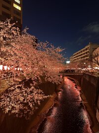 【女性主催】【20代30代限定】中目黒桜祭り🌸に行こう〜！