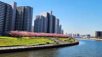 20代・30代限定！【浅草駅集合】春の隅田川散策＆汐入公園花見チャレンジ🌸