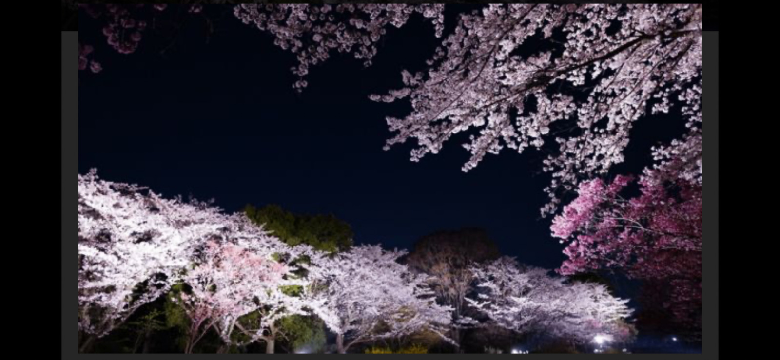 昭和記念公園！写真好き必見・春限定夜桜イベント