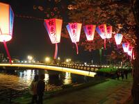 20代・30代限定🌸1時間だけの夜桜さんぽ！スペシャルウォーク @隅田公園＆浅草寺🎶