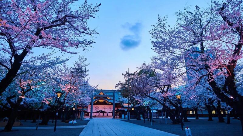 【最終日】🌸靖国神社 夜桜詣｜ライトアップ×参拝さんぽ⛩✨