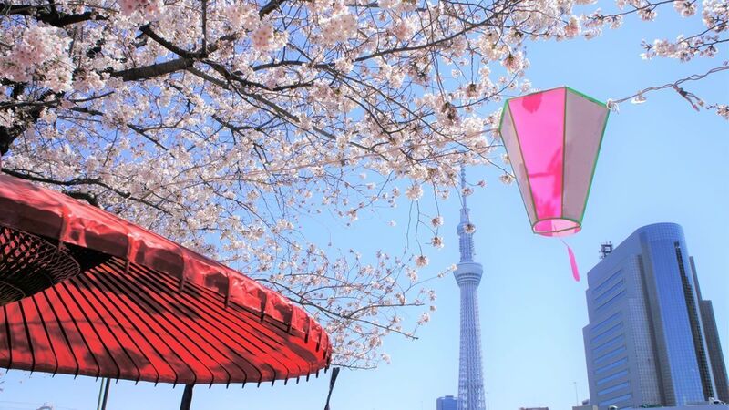 🌸夜桜×スカイツリー｜隅田公園さくらさんぽ会✨🌙
