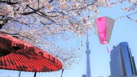 🌸夜桜×スカイツリー｜隅田公園さくらさんぽ会✨🌙
