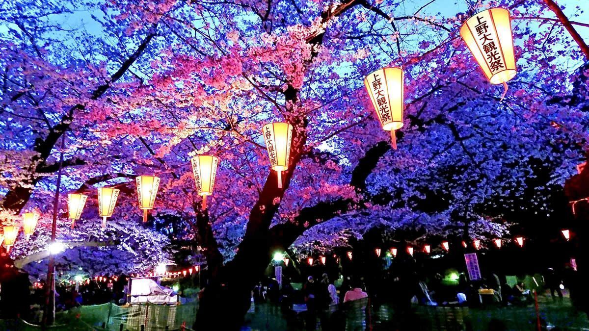 🌸上野公園お花見×グルメフェス会｜うえの桜フェスタ2026🍡✨