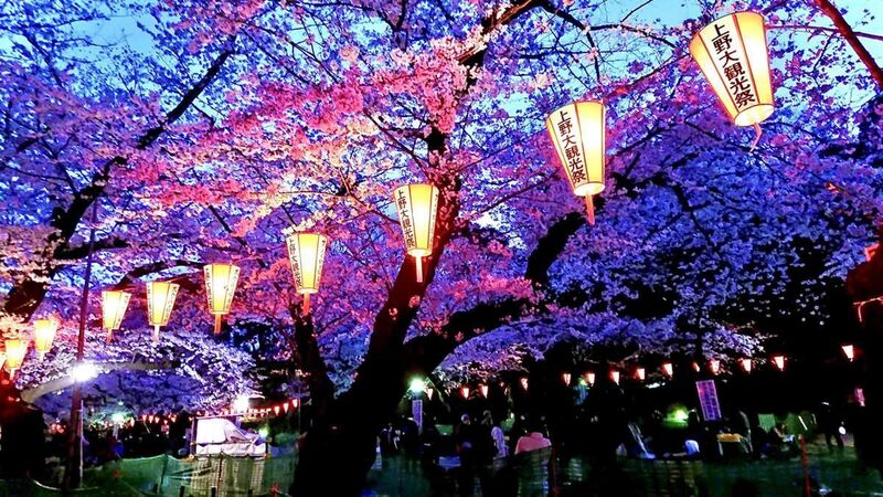 🌸上野公園お花見×グルメフェス会｜うえの桜フェスタ2026🍡✨