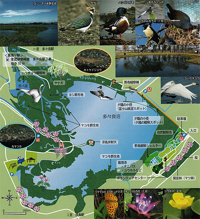 20代・30代限定【浅草駅集合！🚉 初夏の多々良沼ウォーク2万歩チャレンジ企画🌿日帰り小旅行でリフレッシュ！