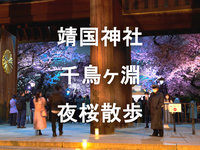 （早割無料）靖国神社と千鳥ヶ淵の夜桜ナイトウォーク