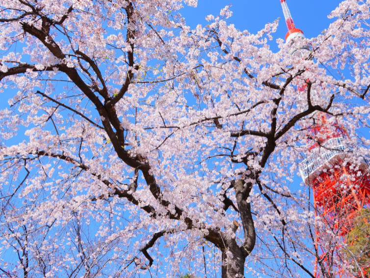 🗼東京タワーを見上げながら歩こう 芝公園の花見散歩🗼