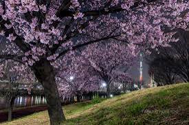 【4/2(木)浅草駅周辺開催🌸】20代30代限定！満開の桜と歩く5000歩チャレンジ🌟隅田公園・汐入公園桜さんぽ企画