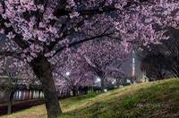 【4/2(木)浅草駅周辺開催🌸】20代30代限定！満開の桜と歩く5000歩チャレンジ🌟隅田公園・汐入公園桜さんぽ企画