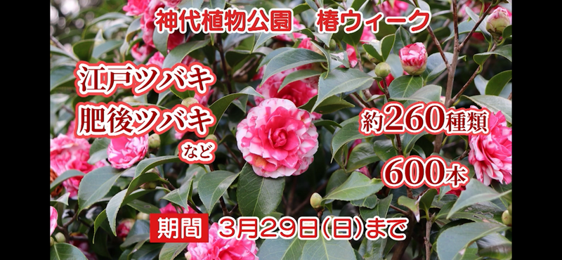 【💐調布市神代植物公園椿が見頃ウィーク春のお花散策🌺