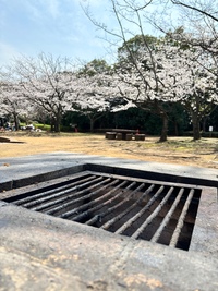 【3/29開催】千葉春を満喫！花見＆BBQスペシャルイベント🌸🌟20代30代限定で新緑を味わおう！