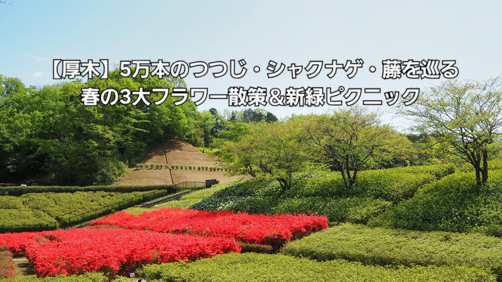 【厚木】5万本のつつじ・シャクナゲ・藤を巡る！春の3大フラワー散策＆新緑ピクニック