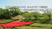 【厚木】5万本のつつじ・シャクナゲ・藤を巡る！春の3大フラワー散策＆新緑ピクニック