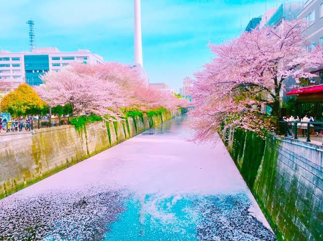 【20代限定】3/28 目黒川のお花見散歩に行こう🌸