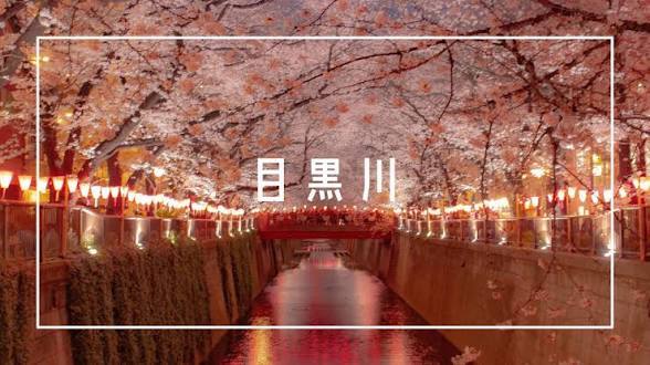 【20代限定】3/26 目黒川のお花見散歩に行こう🌸