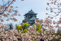 【大阪城桜】フォトウォークしませんか？🌸📸