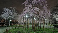 20代・30代限定【3000歩歩く】【浅草・汐入公園🌸】夜桜を歩く90分間！・春の隅田川花さんぽ開催✨