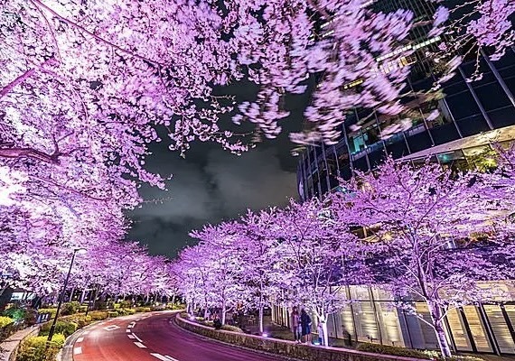 【30代・40代限定】六本木の桜ライトアップを見に行こう🌸🌸