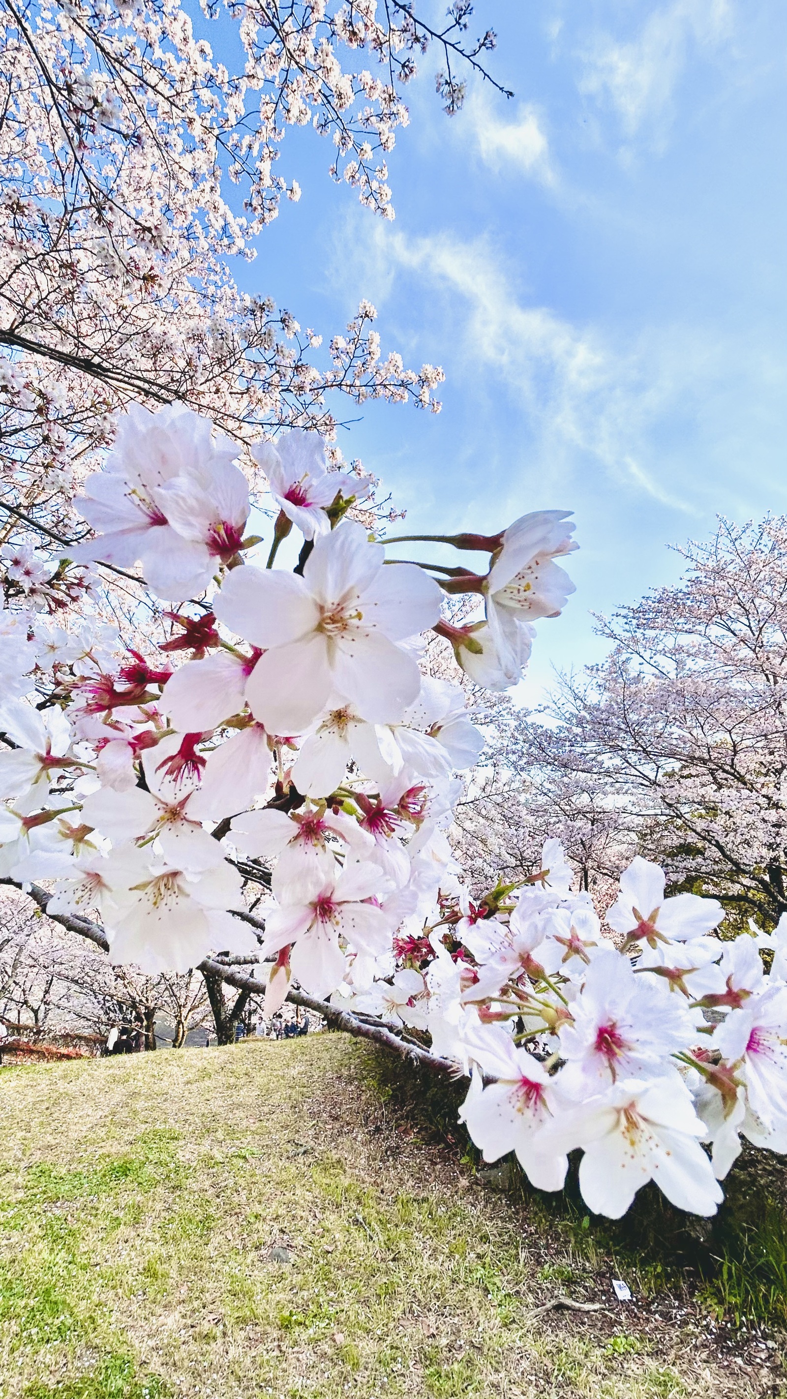 【20-30代女性限定】3/28舞鶴公園でお花見🌸同世代でお友達作り✨