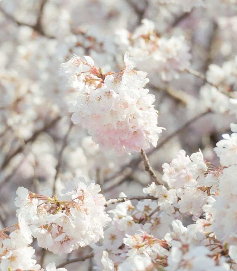 【3/29開催】🌸春爛漫のお花見フォトウォーク🌸都内開催の桜フォトウォークを楽しもう👟📸