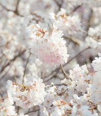 【3/29開催】🌸春爛漫のお花見フォトウォーク🌸都内開催の桜フォトウォークを楽しもう👟📸