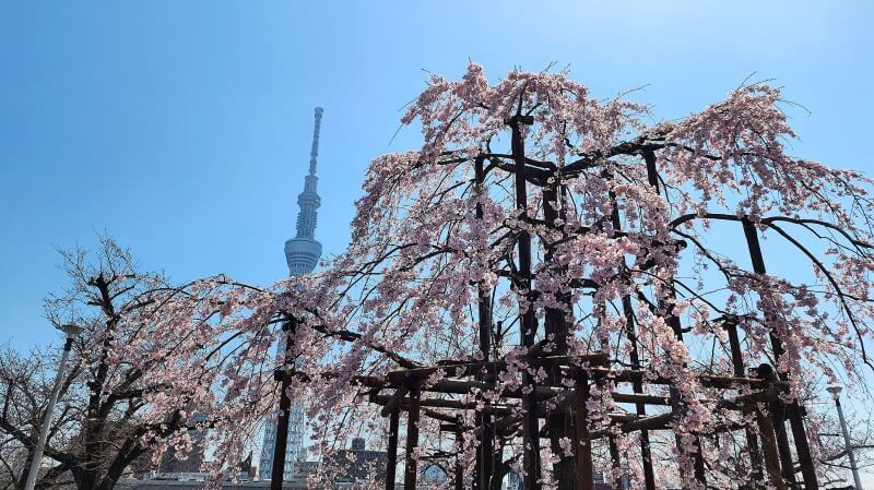 20代・30代限定【浅草】🌸春の雷門＆隅田公園しだれ桜モーニング散歩イベント✨