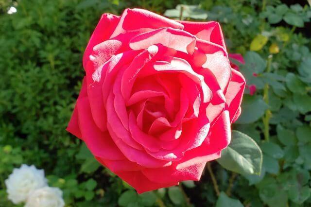 【早割中】今が見頃の秋薔薇を見に行こう🌸🌸
