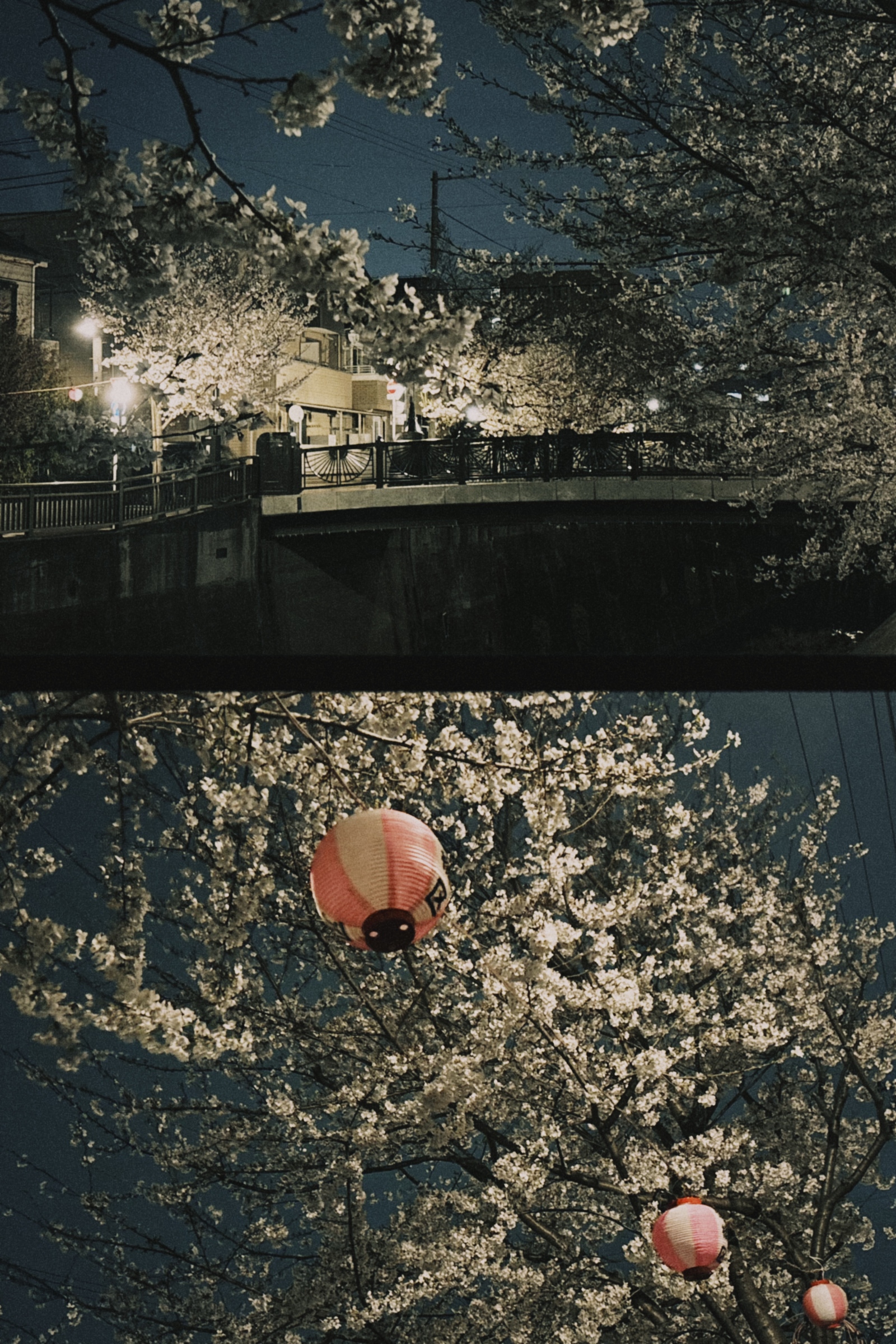 2026年🌸目黒川の夜桜を満喫🌸ナイトフォトウォーク開催🌙幻想的な春の夜をカメラ好き仲間と楽しもう