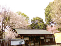 メンバー限定！【阿佐ヶ谷の公園と神社で花見！】4/4 13時半　阿佐ヶ谷神明宮！【桜御朱印を頂こう！】