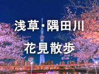 （早割無料）隅田川と隅田公園の夜桜を楽しむ散歩