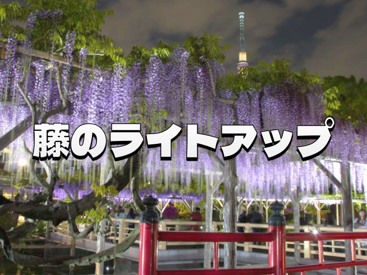 夜に輝く紫のシャンデリア！亀戸天神の藤まつりで味わう幻想的な夜景 🍇🌙✨