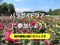 《ばら園ガイドツアー》ワイルドローズ、オールドローズ、モダンローズなど解説付きで楽しもう🌹