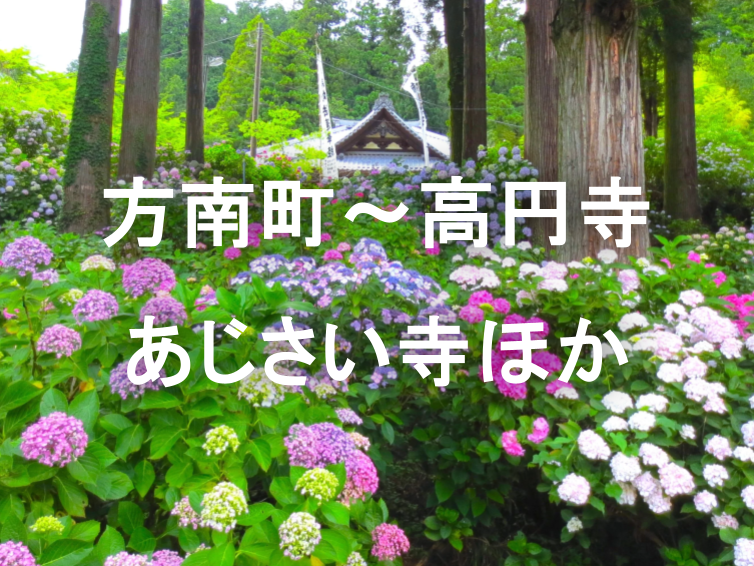 あじさいとハナショウブの共演！あじさい寺、三井寺、仏教キリスト教の施設など満載