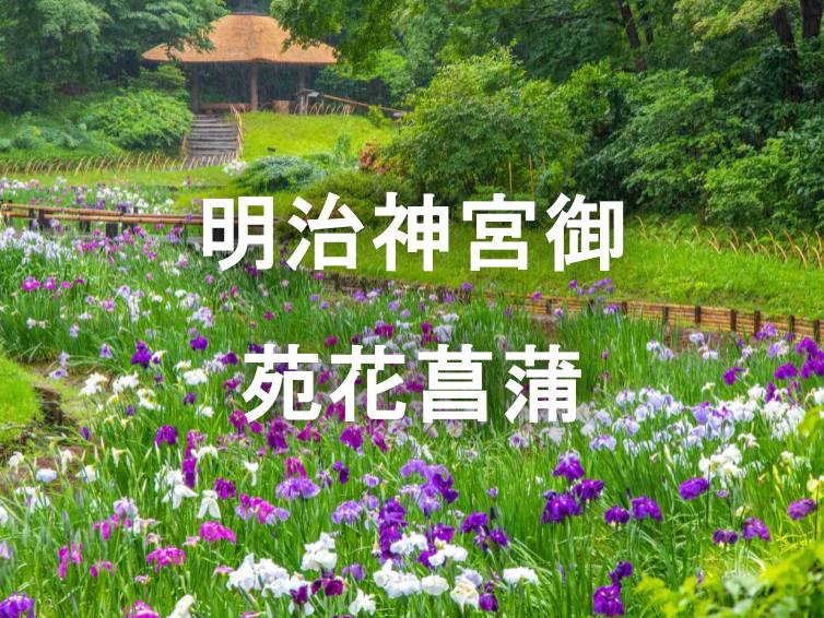 明治神宮「花菖蒲（はなしょうぶ）」と神秘のパワースポット巡り