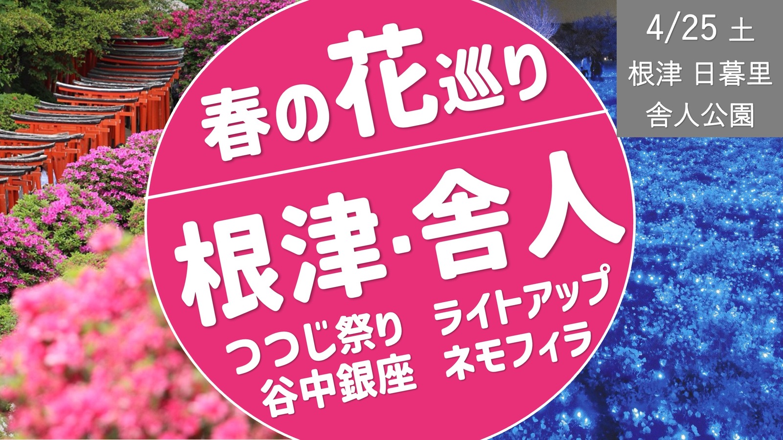 [根津〜日暮里〜舎人公園] 春の花巡り！つつじ祭り、ネモフィラライトアップ、途中で谷中銀座食べ歩き