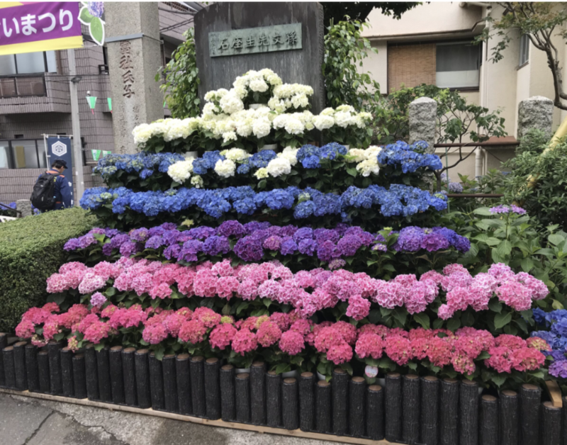 【30代中盤〜40代中心】文京あじさいまつり見学&東洋大学白山キャンパス食堂でランチ