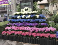 【30代中盤〜40代中心】文京あじさいまつり見学&東洋大学白山キャンパス食堂でランチ