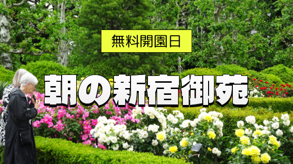 （無料の日）新宿御苑で愛でる早咲きのバラと初夏の香りに包まれる新緑散歩🌹🌿✨