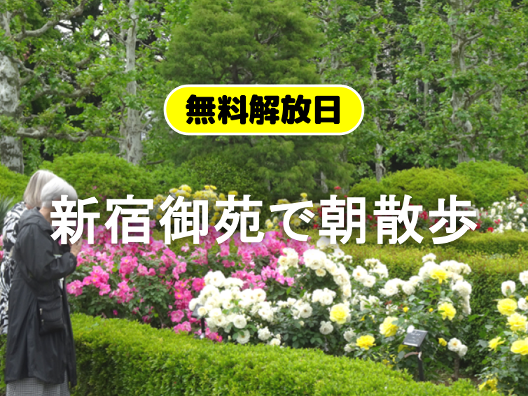 （無料の日）新宿御苑で愛でる早咲きのバラと初夏の香りに包まれる新緑散歩🌹🌿✨