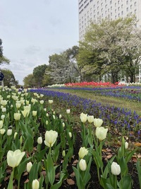 景色の良いベイエリア春のチューリップフェスティバル散歩オ会　＆新しい商業施設も